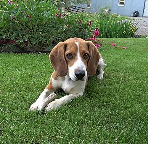 Small Whole 5 Pack (for 10-30 lb Dogs and Puppies) Premium Grade Elk Antlers for Dogs (5 Pieces) Sourced in The USA