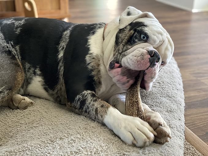 Large Split Twin Pack (for 30-50 lb Dogs) Premium Grade Elk Antlers for Dogs (2 Pieces) Sourced in The USA