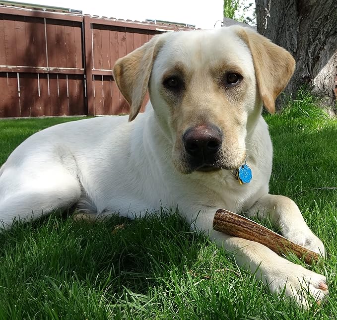 Medium Split Single Pack (for 20-40 lb Dogs and Puppies) Premium Grade Elk Antler for Dogs (1 Piece) Sourced in The USA