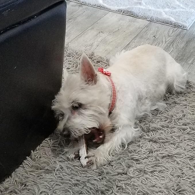 X Small Split Twin Pack (for 0-10 lb Dogs and Puppies) Premium Grade Elk Antlers for Dogs (2 Pieces) Sourced in The USA