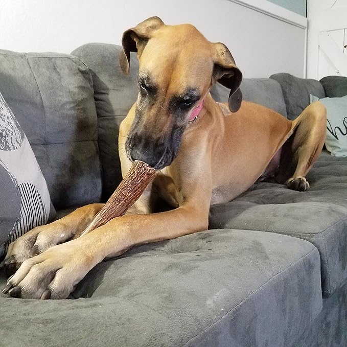 Monster Whole Single Pack (for 90+ lb Dogs) Premium Grade Elk Antler for Dogs (1 Piece) Sourced in The USA